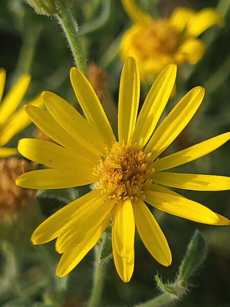 Entry image for Wildflower. Clicking this image will show a larger photo
