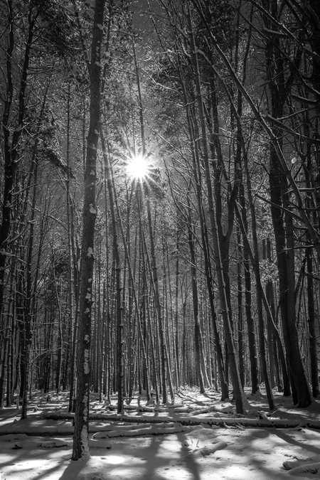 Entry image for Morning Star. Clicking this image will show a larger photo