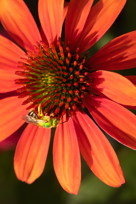 Entry image for The Pollinator. Clicking this image will show a larger photo