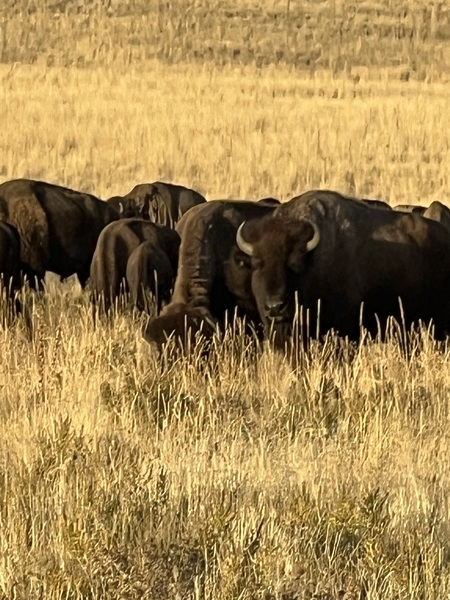 Entry image for Bison herd on Antelope Island, Utah. Clicking this image will show a larger photo