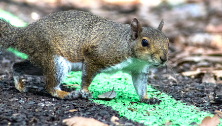 Entry image for The Prowl. Clicking this image will show a larger photo