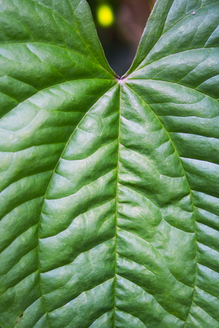 Entry image for Heart of Nature. Clicking this image will show a larger photo