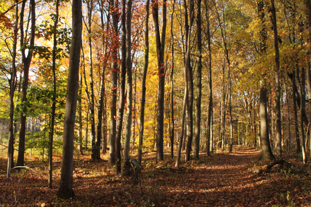 Entry image for Autumn Woods. Clicking this image will show a larger photo