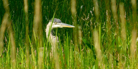 Entry image for Blue Heron. Clicking this image will show a larger photo