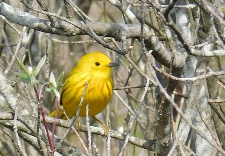 Entry image for Yellow Warbler. Clicking this image will show a larger photo