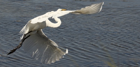 Entry image for Great Egret in Flight - Corte Madera Marsh. Clicking this image will show a larger photo