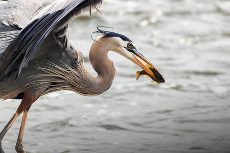 Entry image for Spear Fisher. Clicking this image will show a larger photo