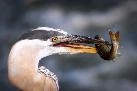 Entry image for Heron & Lunch. Clicking this image will show a larger photo