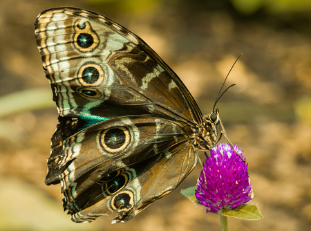 Entry image for Perch. Clicking this image will show a larger photo