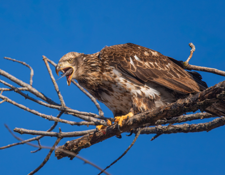 Entry image for Fresh Kill. Clicking this image will show a larger photo