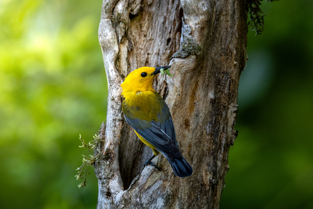 Entry image for Breakfast Worm. Clicking this image will show a larger photo