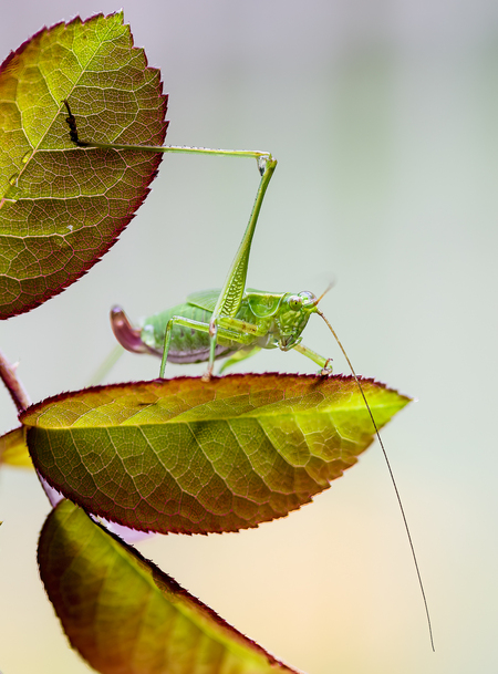 Entry image for Grasshopper on Leaf. Clicking this image will show a larger photo
