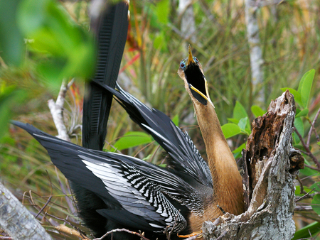 Entry image for Get Off My Back!. Clicking this image will show a larger photo