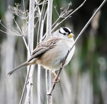 Entry image for White-Crowned Sparrow in Winter. Clicking this image will show a larger photo