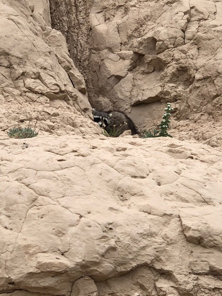 Entry image for The Sneaky Bandit. Clicking this image will show a larger photo