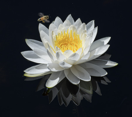 Entry image for Bee N Bloom. Clicking this image will show a larger photo