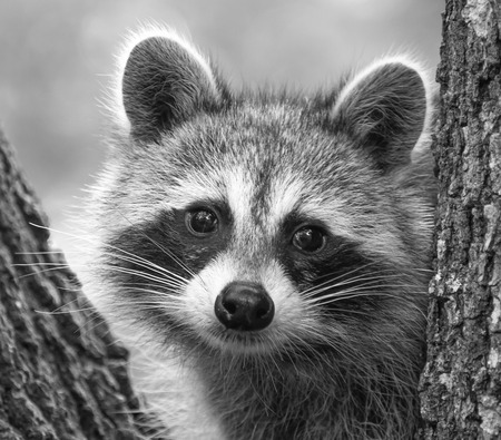 Entry image for cutie pie. Clicking this image will show a larger photo