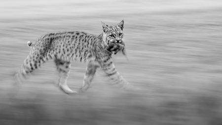 Entry image for Bobcat Blur. Clicking this image will show a larger photo