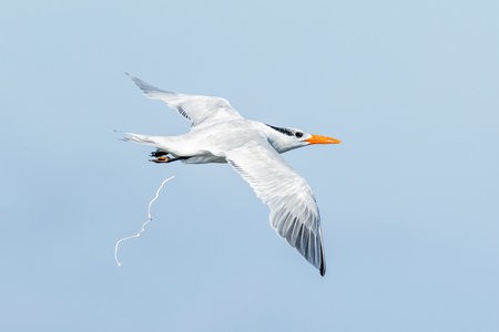 Entry image for The Release. Clicking this image will show a larger photo