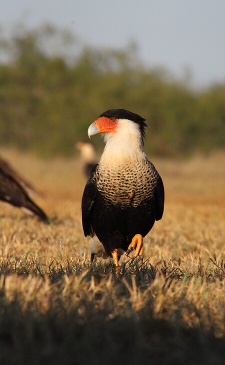 Entry image for Golden Hour Caracara. Clicking this image will show a larger photo
