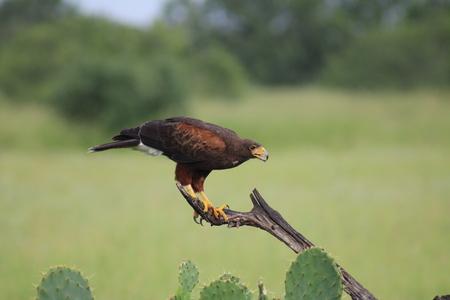 Entry image for Edge of the Hunt. Clicking this image will show a larger photo