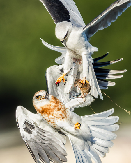 Entry image for Learning the Food Handoff. Clicking this image will show a larger photo
