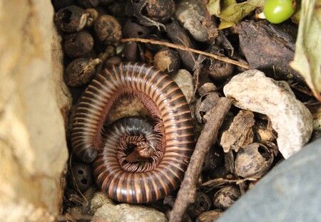 Entry image for Circle of Life. Clicking this image will show a larger photo