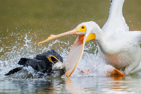 Entry image for Food Fight: Pelican vs. Cormorant. Clicking this image will show a larger photo