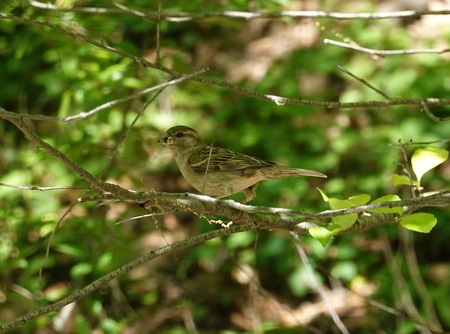 Entry image for Foraging. Clicking this image will show a larger photo