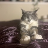 Entry image for Smokey
