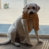 Entry image for Buster