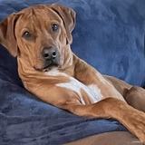Entry image for Obi
