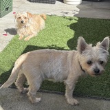 Entry image for Pepe and Isabella “Bella”