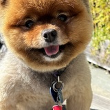 Entry image for Ginger
