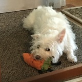 Entry image for Millie 
