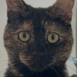 Entry image for Tuca