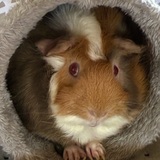 Entry image for Bebe