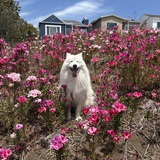 Entry image for Sammy