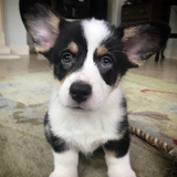 Entry image for Benny