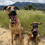 Entry image for Murphy and Sofie