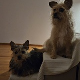 Entry image for Itzy and Bamm