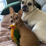 Entry image for Marcio, Tiny Guy & Morty