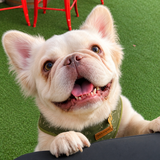 Entry image for Rufus