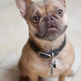 Entry image for Gizmo