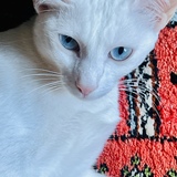Entry image for Misty 