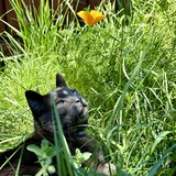 Entry image for Ollie