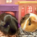 Entry image for Elphy & Lola