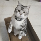 Entry image for Chairman Meow