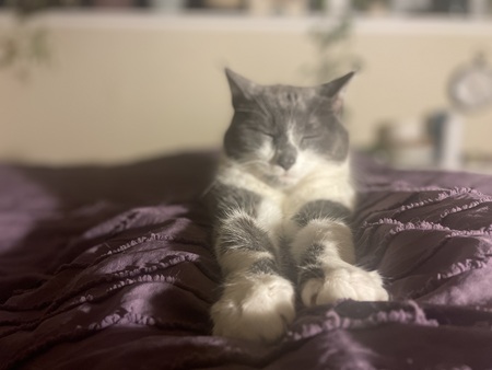 Entry image for Smokey. Clicking this image will show a larger photo