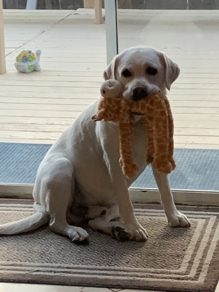Entry image for Buster. Clicking this image will show a larger photo